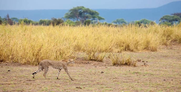 a gepard is going in the grassland in Kenya