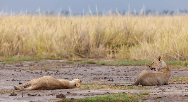 Two lions are lying between the grass