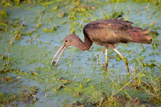 Funny bird is standing in the water.