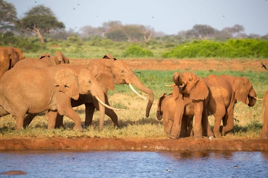 The family of red elephants at a water hole in the middle of the savannah