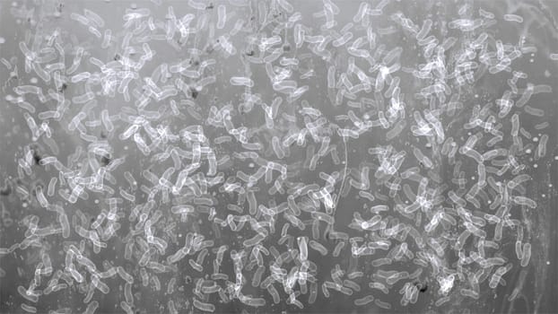 Many bacterias under the microscope