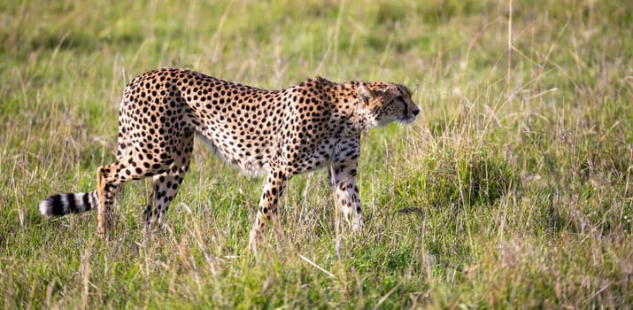 A cheetah walks between grass and bushes in the savannah of Kenya