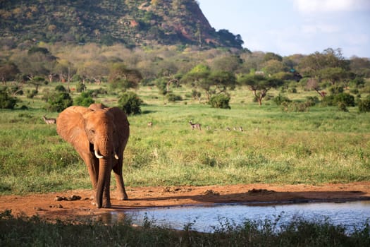 The family of red elephants at a water hole in the middle of the savannah