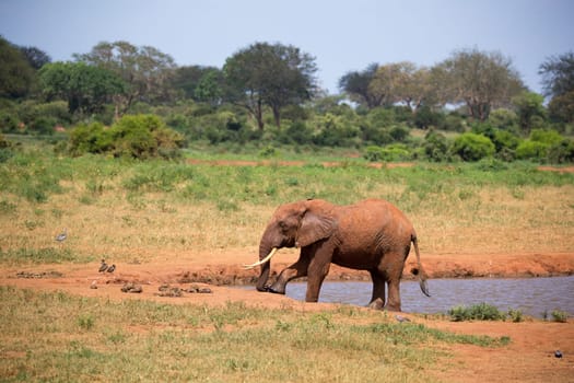 Elephant on the waterhole in the savannah of Kenya