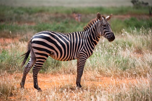 Some zebras in the grass landscape of the savannah of Kenya