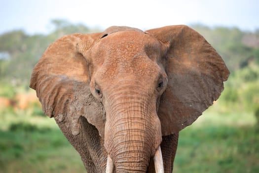 A face of a red elephant taken up close