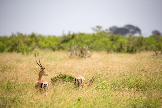 The Grant gazelle walks between tall grass
