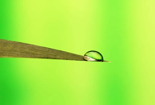 Droplet on leaf