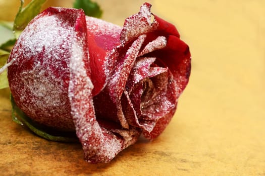 Red rose