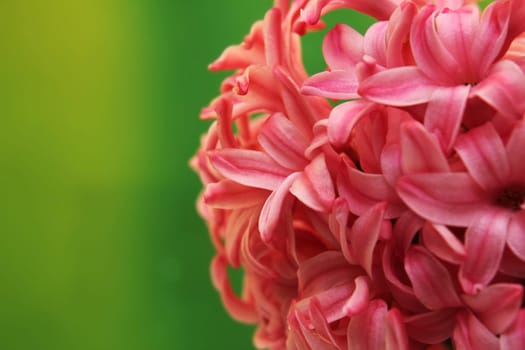 Red flower