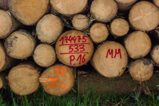 Marked tree trunks at the forest administration