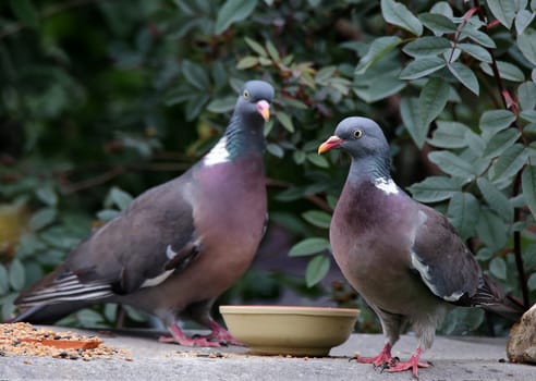 Columba palumbus as guests in the garden
