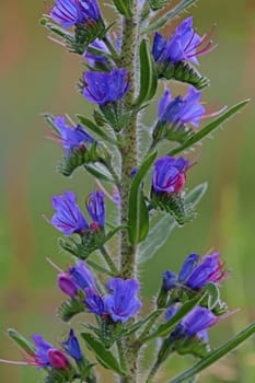 Blue viper's head or proud Heinrich Echium vulgare