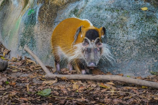 Image of the wild Red River wild boar. Shooting Location: Singapore