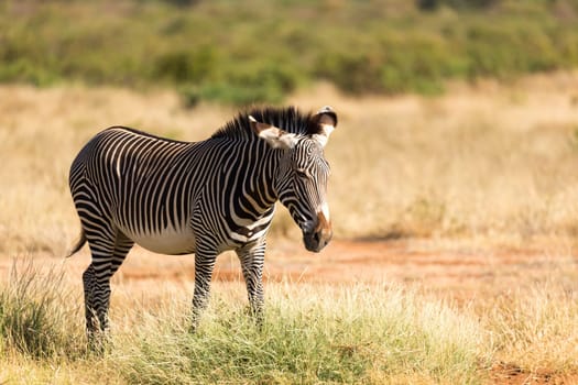 The Grevy Zebra is grazing in the countryside of Samburu in Kenya