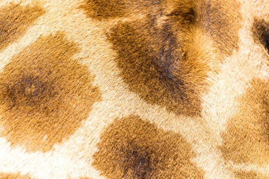 A fur of a giraffe in close-up