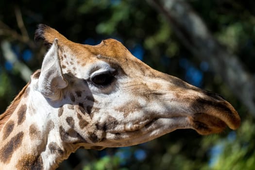 A close-up of one giraffe's head