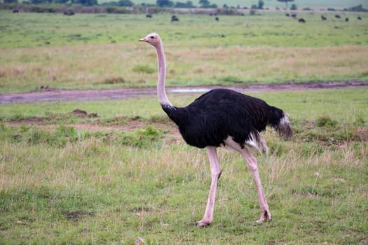 One male Ostrich bird runs through the grass landscape from the savannah in Kenya