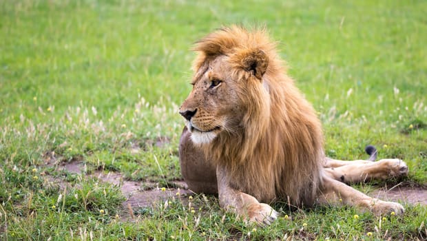 One big lion lies in the grass in the middle of the landscape of a savannah in Kenya