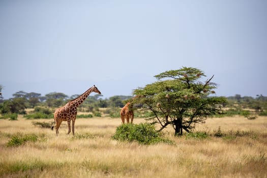 The Somalia giraffes eat the leaves of acacia trees