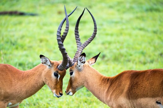 An Impala family on a grass landscape in the Kenyan savannah