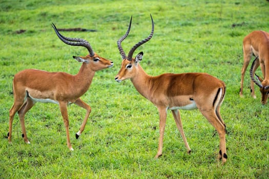 An Impala family on a grass landscape in the Kenyan savannah