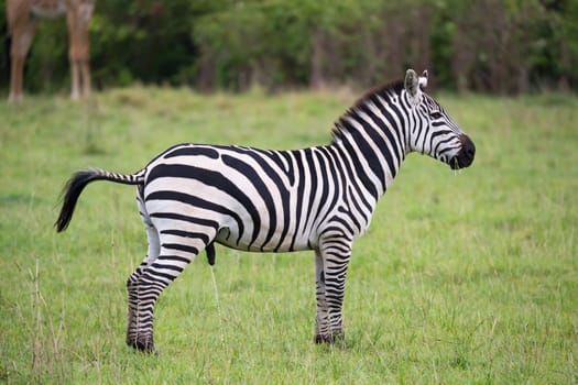 Some Zebras in the middle of the savannah of Kenya