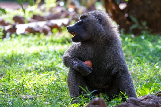 One baboon has found a fruit and nibbles on it