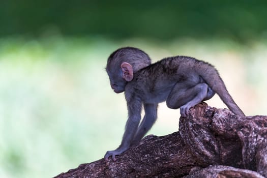 One little funny monkey is playing on the floor or on the tree