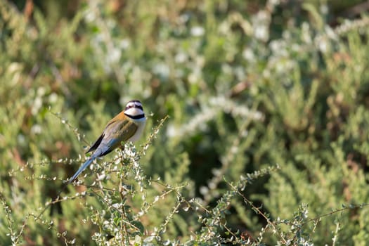 The Local bird is sitting on a branch in Kenya