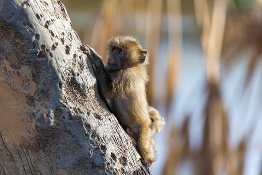 The little monkey is playing on a tree branch