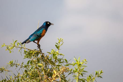Colorful bird is sitting on the tree, on safari in Kenya.