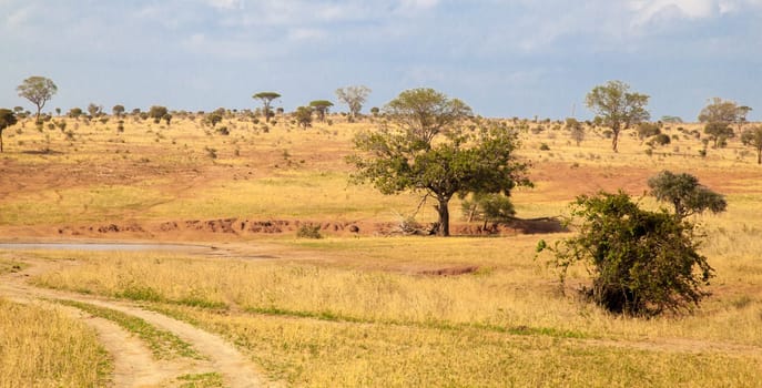 Landscape in Kenya, a way in the national park
