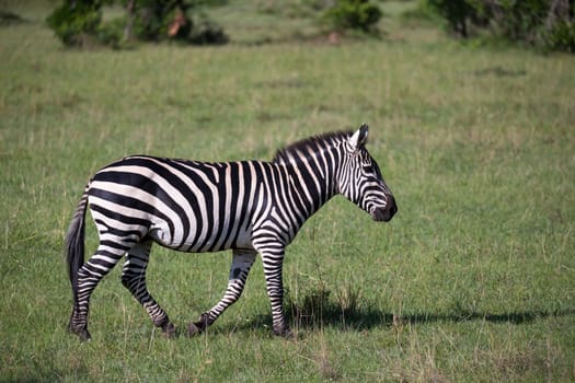Some Zebras in the middle of the savannah of Kenya