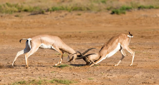 The battle of two Grant Gazelles in the savannah of Kenya
