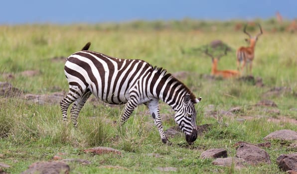 The Zebra family grazes in the savanna in close proximity to other animals