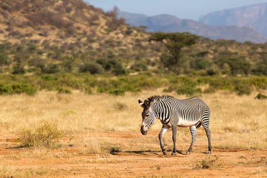 The Grevy Zebra is grazing in the countryside of Samburu in Kenya