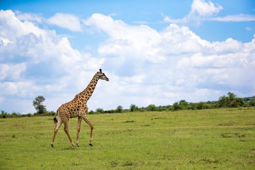 A giraffes run through the grass landscape in Kenya