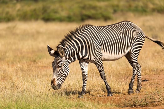 The Grevy Zebra is grazing in the countryside of Samburu in Kenya