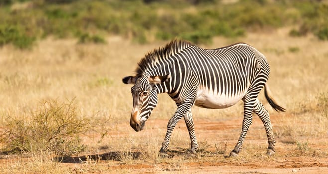 The Grevy Zebra is grazing in the countryside of Samburu in Kenya