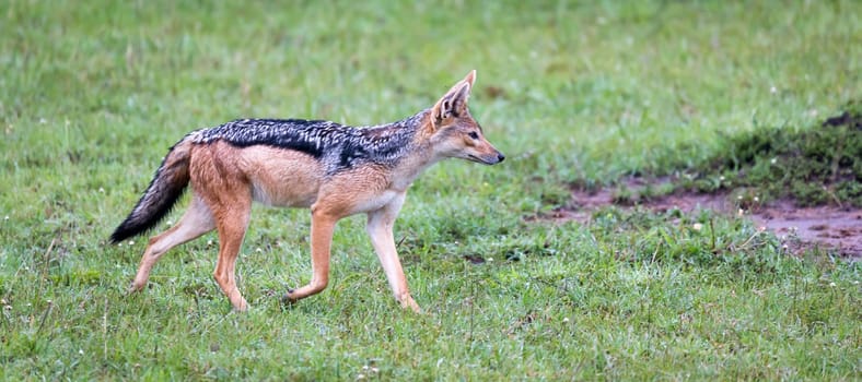 One jackal in the savannah of Kenya