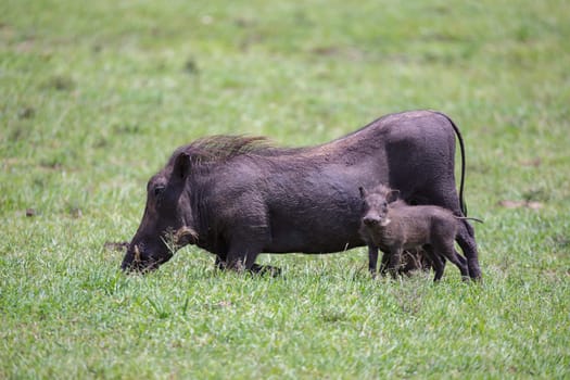 Some Warthogs are grazing in the savannah of Kenya