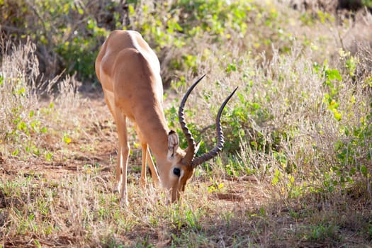 Antelope is eating grass in the scenery of Kenya