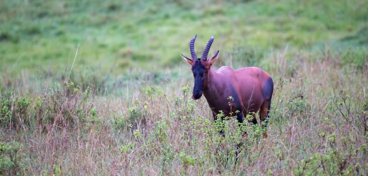 A Topi antelope in the grassland of Kenya's savannah