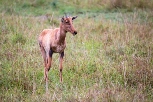 A Topi antelope in the grassland of Kenya's savannah