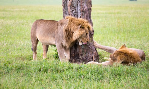 Some big lions show their emotions to each other in the savanna of Kenya