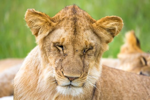 One young lion in close-up, the face of a nearly sleeping lion