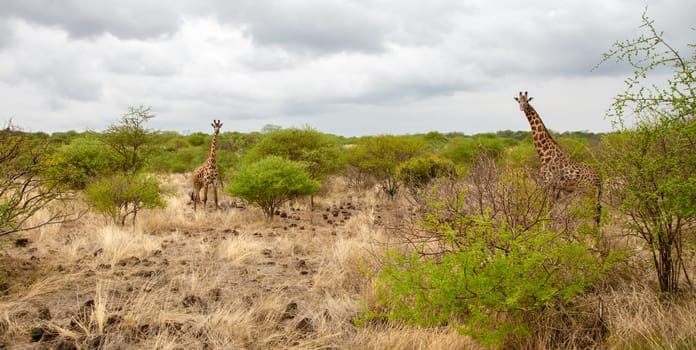 Giraffe watching you behind the bush in Kenya