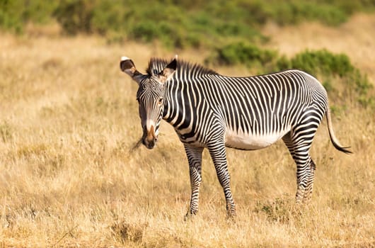 The Grevy Zebra is grazing in the countryside of Samburu in Kenya