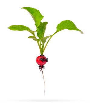 Fresh young radish with green leaves and dirt isolated on a white background with shadow below